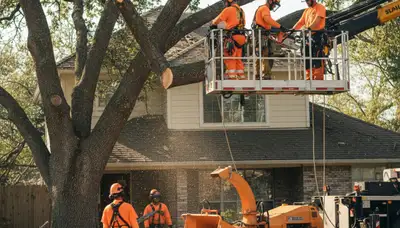 Emergency tree removal crew in Saint Petersburg, FL clearing storm-damaged trees safely