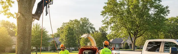 Professional tree removal service in Saint Petersburg, FL for safe home and property care