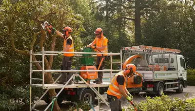 Shrub removal crew in Saint Petersburg, FL clearing overgrown bushes for a tree service job