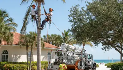 Tree service team in Saint Petersburg, FL providing professional tree removal and trimming services