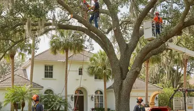 Professional tree removal service in Saint Petersburg, FL for safe tree cutting and cleanup