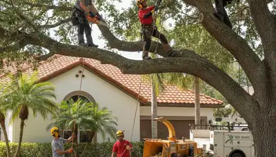 Tree service crew removing a tree in Saint Petersburg, FL