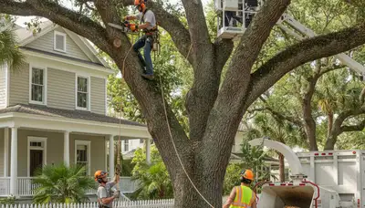Tree removal crew in Saint Petersburg, FL serving residential and commercial properties