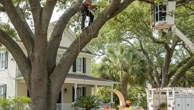 Tree removal crew providing safe tree service in Saint Petersburg, FL