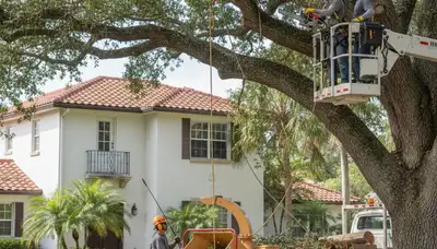 Tree service crew removing a tree in Saint Petersburg, FL