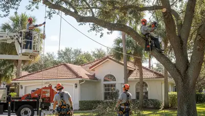 Professional tree removal service in Saint Petersburg, FL for safe, efficient tree cutting