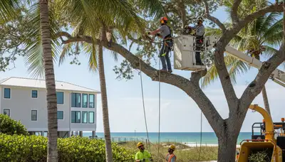 Professional tree removal service in Saint Petersburg, FL for safe tree cutting and cleanup
