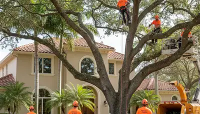 Professional tree removal service in Saint Petersburg, FL for safe, efficient property cleanup