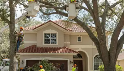 Professional tree removal service truck in Saint Petersburg, FL for safe tree cutting and debris cleanup