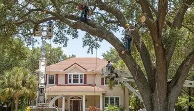 Professional tree removal service in Saint Petersburg, FL for safe trimming and cleanup