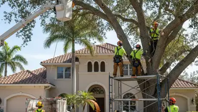 Tree removal crew serving Saint Petersburg, FL for safe, professional tree service