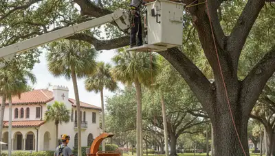 Tree removal crew serving Saint Petersburg, FL for safe tree trimming and stump removal services