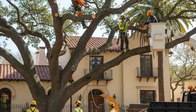 Professional tree removal service in Saint Petersburg, FL for safe residential and commercial work