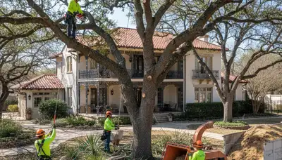 Professional tree removal crew serving Saint Petersburg, FL with safe, efficient tree service