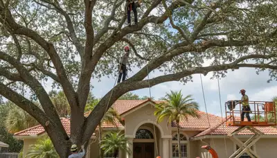 Tree removal service in Saint Petersburg, FL for safe residential and commercial tree care