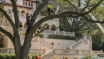 Tree removal crew serving Saint Petersburg, FL with professional tree service equipment