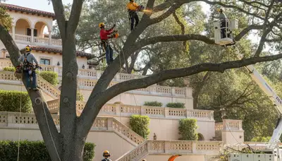Tree removal crew in Saint Petersburg, FL providing professional tree service for homeowners