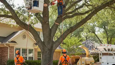 Tree service crew trimming trees in Saint Petersburg, FL for safer, healthier growth